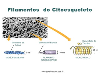 Filamentos  do Citoesqueleto www.portaldasaulas.com.br MICROFILAMENTO FILAMENTO INTERMEDIÁRIO MICROTÚBULO Monômero de Actina Subunidade Fibrosa Subunidade de Tubulina 7 nm 10 nm 25 nm 
