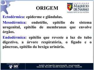 ORIGEM Ectodérmica : epiderme e glândulas. Mesodérmica : endotélio, epitélio do sistema urogenital, epitélio de membranas que envolve órgãos. Endodérmica : epitélio que reveste a luz do tubo digestivo, a árvore respiratória, o fígado e o pâncreas, epitélio da bexiga urinária. 