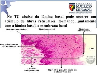   No TC abaixo da lâmina basal pode ocorrer um acúmulo de fibras reticulares, formando, juntamente com a lâmina basal, a membrana basal  