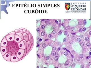 EPITÉLIO SIMPLES CUBÓIDE 
