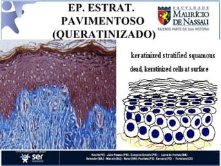 EP. ESTRAT.  PAVIMENTOSO  (QUERATINIZADO) 