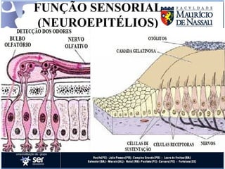 FUNÇÃO SENSORIAL (NEUROEPITÉLIOS) 