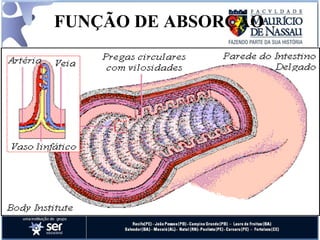 FUNÇÃO DE ABSORÇÃO 