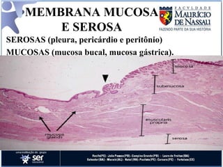 MEMBRANA MUCOSA E SEROSA SEROSAS (pleura, pericárdio e peritônio) MUCOSAS (mucosa bucal, mucosa gástrica). 