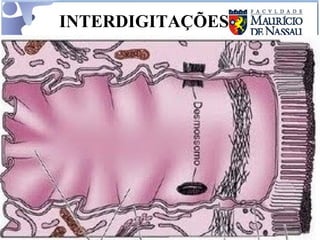 INTERDIGITAÇÕES 