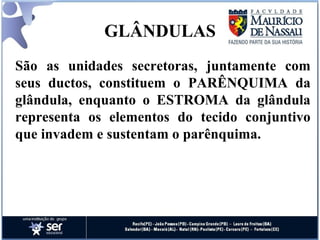 GLÂNDULAS São as unidades secretoras, juntamente com seus ductos, constituem o PARÊNQUIMA da glândula, enquanto o ESTROMA da glândula representa os elementos do tecido conjuntivo que invadem e sustentam o parênquima. 
