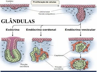 GLÂNDULAS 