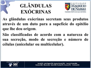 GLÂNDULAS EXÓCRINAS As glândulas exócrinas secretam seus produtos através de um duto para a supefície do epitélio que lhe deu origem . São classificadas de acordo com a natureza de sua secreção, modo de secreção e número de células (unicelular ou multicelular). 