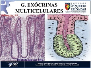 G. EXÓCRINAS MULTICELULARES 