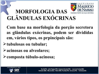 MORFOLOGIA DAS GLÂNDULAS EXÓCRINAS Com base na morfologia da porção secretora as glândulas exócrinas, podem ser divididas em, vários tipos, os prpincipais são: tubulosas ou tubular; acinosas ou alveolares; composta túbulo-acinosa; 