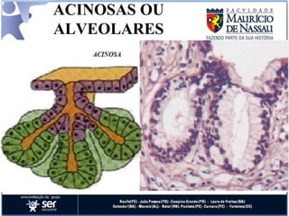 ACINOSAS OU ALVEOLARES 