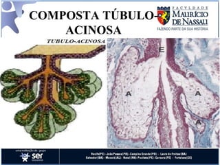 COMPOSTA TÚBULO-ACINOSA 