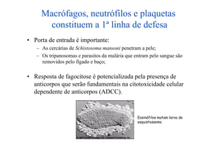Macrófagos, neutrófilos e plaquetas
       constituem a 1ª linha de defesa
•  Porta de entrada é importante:
   –  As cercárias de Schistosoma mansoni penetram a pele;
   –  Os tripanosomas e parasitos da malária que entram pelo sangue são
      removidos pelo fígado e baço;

•  Resposta de fagocitose é potencializada pela presença de
   anticorpos que serão fundamentais na citotoxicidade celular
   dependente de anticorpos (ADCC).



                                                  Eosinófilos matam larva de
                                                  esquistossoma
 