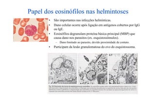 Papel dos eosinófilos nas helmintoses
       •    São importantes nas infecções helmínticas.
       •    Dano celular ocorre após ligação em antígenos cobertos por IgG
            ou IgE.
       •    Eosinófilos degranulam proteína básica principal (MBP) que
            causa dano nos parasitos (ex. esquistossômulos).
             –  Dano limitado ao parasito, devido proximidade de contato.
       •    Participam da lesão granulomatosa do ovo do esquistossoma.
 