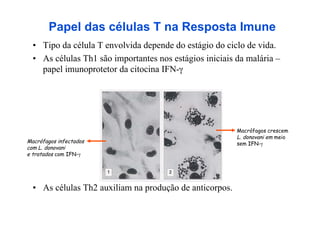 Papel das células T na Resposta Imune
•  Tipo da célula T envolvida depende do estágio do ciclo de vida.
•  As células Th1 são importantes nos estágios iniciais da malária –
   papel imunoprotetor da citocina IFN-γ




•  As células Th2 auxiliam na produção de anticorpos.
 