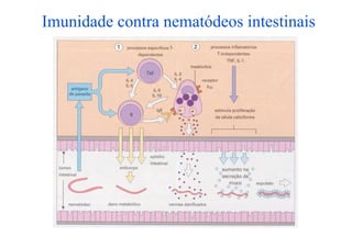 Imunidade contra nematódeos intestinais
 
