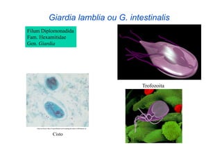 Giardia lamblia ou G. intestinalis
Filum Diplomonadida
Fam. Hexamitidae
Gen. Giardia



            Cisto


                                  Trofozoita




          Cisto
 