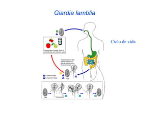 Giardia lamblia



                  Ciclo de vida
 
