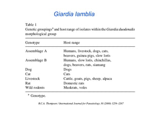 Giardia lamblia
 