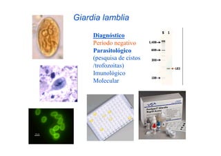 Giardia lamblia

     Diagnóstico
     Período negativo
     Parasitológico
     (pesquisa de cistos
     /trofozoitas)
     Imunológico
     Molecular
 