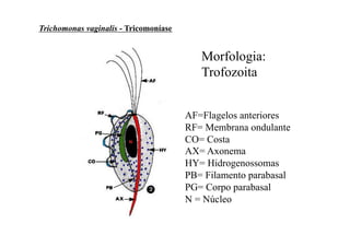 Trichomonas vaginalis - Tricomoníase


                                          Morfologia:
                                          Trofozoita


                                       AF=Flagelos anteriores
                                       RF= Membrana ondulante
                                       CO= Costa
                                       AX= Axonema
                                       HY= Hidrogenossomas
                                       PB= Filamento parabasal
                                       PG= Corpo parabasal
                                       N = Núcleo
 