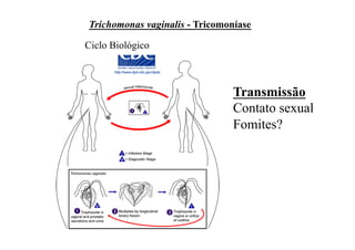 Trichomonas vaginalis - Tricomoníase

Ciclo Biológico



                                Transmissão
                                Contato sexual
                                Fomites?
 