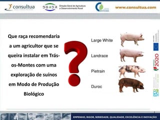 Que raça recomendaria
a um agricultor que se
queira instalar em Trás-
os-Montes com uma
exploração de suínos
em Modo de Produção
Biológico
 