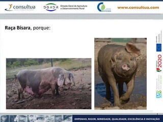 Raça Bísara, porque:
 