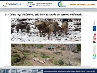 1º - Como raça autóctone, está bem adaptada em termos ambientais.
 