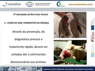 2 - LIVRES DE DOR, FERIMENTOS OU DOENÇA
Através da prevenção, do
diagnóstico precoce e
tratamento rápido, devem ser
evitados dor e sofrimentos
desnecessários aos animais.
5º Liberdades do Bem Estar Animal
 