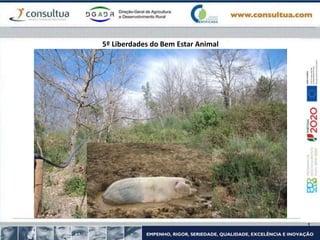 5º Liberdades do Bem Estar Animal
 