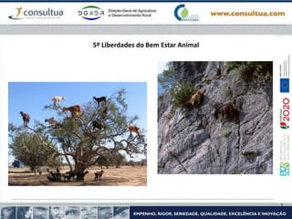 5º Liberdades do Bem Estar Animal
 