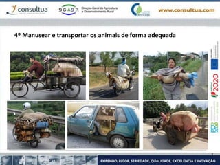 4º Manusear e transportar os animais de forma adequada
 