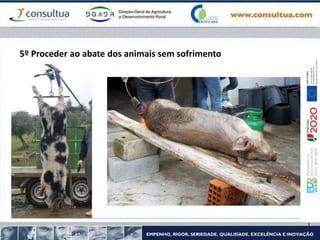 5º Proceder ao abate dos animais sem sofrimento
 