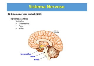 Sistema Nervoso
3) Sistema nervoso central (SNC)
III) Tronco encefálico
3 divisões:
Mesencéfalo
Ponte
Bulbo
Mesencéfalo
Ponte
Bulbo
 