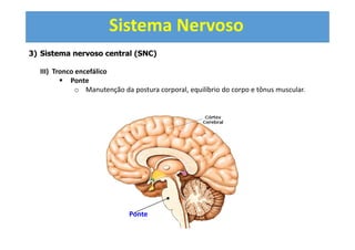 Sistema Nervoso
3) Sistema nervoso central (SNC)
III) Tronco encefálico
Ponte
o Manutenção da postura corporal, equilíbrio do corpo e tônus muscular.
Ponte
 