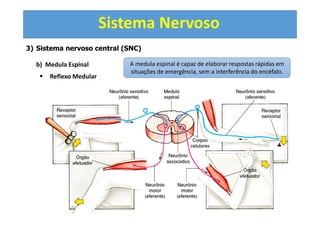 Sistema Nervoso
3) Sistema nervoso central (SNC)
b) Medula Espinal
Reflexo Medular
A medula espinal é capaz de elaborar respostas rápidas em
situações de emergência, sem a interferência do encéfalo.
 