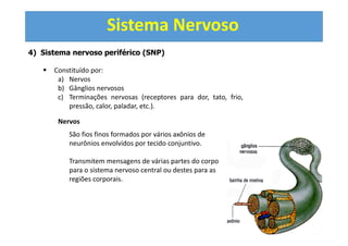 Sistema Nervoso
4) Sistema nervoso periférico (SNP)
Constituído por:
a) Nervos
b) Gânglios nervosos
c) Terminações nervosas (receptores para dor, tato, frio,
pressão, calor, paladar, etc.).
Nervos
São fios finos formados por vários axônios de
neurônios envolvidos por tecido conjuntivo.
Transmitem mensagens de várias partes do corpo
para o sistema nervoso central ou destes para as
regiões corporais.
 