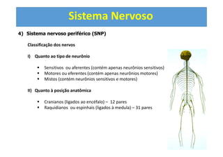 Sistema Nervoso
4) Sistema nervoso periférico (SNP)
Classificação dos nervos
I) Quanto ao tipo de neurônio
Sensitivos ou aferentes (contém apenas neurônios sensitivos)
Motores ou eferentes (contém apenas neurônios motores)
Mistos (contém neurônios sensitivos e motores)
II) Quanto à posição anatômica
Cranianos (ligados ao encéfalo) – 12 pares
Raquidianos ou espinhais (ligados à medula) – 31 pares
 