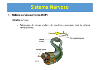 Sistema Nervoso
4) Sistema nervoso periférico (SNP)
Gânglios nervosos
o Aglomerado de corpos celulares de neurônios encontrados fora do sistema
nervoso central.
Corpos celulares
 