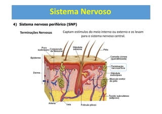 Sistema Nervoso
4) Sistema nervoso periférico (SNP)
Terminações Nervosas Captam estímulos do meio interno ou externo e os levam
para o sistema nervoso central.
 