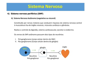 Sistema Nervoso
4) Sistema nervoso periférico (SNP)
b) Sistema Nervoso Autônomo (vegetativo ou visceral)
Constituído por nervos motores que conduzem impulsos do sistema nervoso central
à musculatura lisa de órgãos viscerais, músculos cardíacos e glândulas.
Realiza o controle da digestão, sistema cardiovascular, excretor e endócrino.
Os nervos do SNP autônomo possuem dois tipos de neurônios:
I. Pré-ganglionares (corpo celular dentro do SNC)
II. Pós-ganglionares (Corpo celular dentro do gânglio)
SNC
órgão
gânglio
Neurônio
Pós-ganglionar
Neurônio
Pré-ganglionar
 
