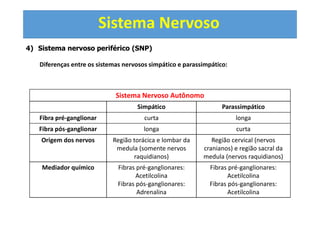 Sistema Nervoso
4) Sistema nervoso periférico (SNP)
Diferenças entre os sistemas nervosos simpático e parassimpático:
Sistema Nervoso Autônomo
Simpático Parassimpático
Fibra pré-ganglionar curta longa
Fibra pós-ganglionar longa curta
Origem dos nervos Região torácica e lombar da
medula (somente nervos
raquidianos)
Região cervical (nervos
cranianos) e região sacral da
medula (nervos raquidianos)
Mediador químico Fibras pré-ganglionares:
Acetilcolina
Fibras pós-ganglionares:
Adrenalina
Fibras pré-ganglionares:
Acetilcolina
Fibras pós-ganglionares:
Acetilcolina
 