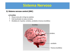 Sistema Nervoso
3) Sistema nervoso central (SNC)
a) Encéfalo
Possui cerca de 1,4 kg nos adultos
Está localizado na caixa craniana
Dividido em 3 partes: cérebro, cerebelo e tronco encefálico
Encéfalo
cérebro
cerebelo
Tronco encefálico
 