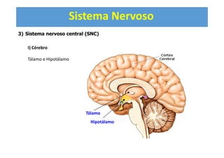 Sistema Nervoso
3) Sistema nervoso central (SNC)
I) Cérebro
Tálamo e Hipotálamo
Tálamo
Hipotálamo
 
