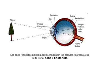 Les ones reflectides arriben a l’ull i sensibilitzen les cèl·lules fotoreceptores
de la retina: cons i bastonets

 