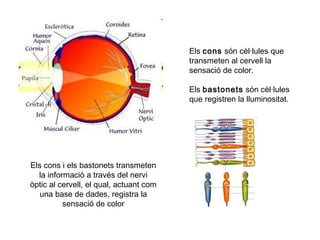 Els cons són cèl·lules que
transmeten al cervell la
sensació de color.
Els bastonets són cèl·lules
que registren la lluminositat.

Els cons i els bastonets transmeten
la informació a través del nervi
òptic al cervell, el qual, actuant com
una base de dades, registra la
sensació de color

 