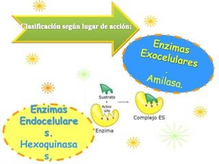 Enzimas
Endocelulare
     s.
Hexoquinasa
     s.
 