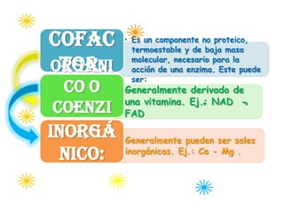 Cofac        • Es un componente no proteico,
               termoestable y de baja masa

 tor:
Orgáni
               molecular, necesario para la
               acción de una enzima. Este puede
               ser:
  co o • Generalmente derivado de
         una vitamina. Ej.: NAD -
 coenzi FAD               +       +


  ma:
Inorgá      • Generalmente pueden ser sales
  nico:       inorgánicas. Ej.: Ca - Mg .
 