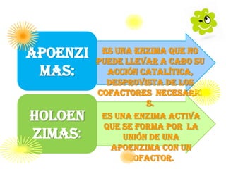 Apoenzi
 mas:

Holoen    Es una enzima activa
          que se forma por la
zimas:         unión de una
            apoenzima con un
                cofactor.
 